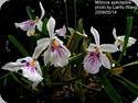 Miltonia spectabile var. bicolor